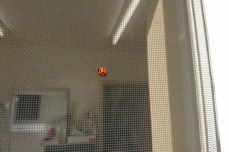 日向ぼっこ 院長ブログ L 八王子のアニマルホスピタル アンジュ動物病院