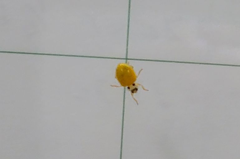 幸せの黄色いテントウムシ