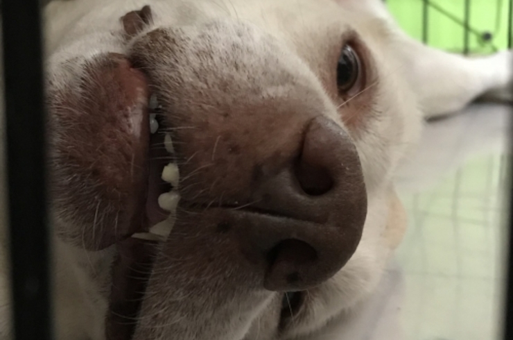 八王 動獣医 各種ワクチンによる予防接種ができる アンジュ動物病院